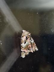 Heterochroma hypatia