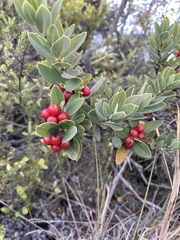 Wikstroemia