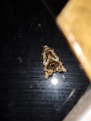 Heterochroma hypatia