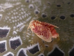 Demonarosa rufotessellata