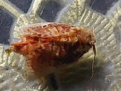 Demonarosa rufotessellata