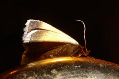 Plecopterodes moderata