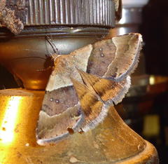 Plecopterodes moderata