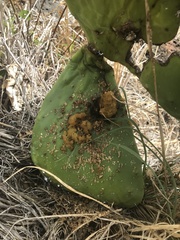 Cactoblastis cactorum