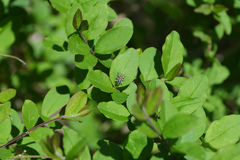 Eudiagogus episcopalis