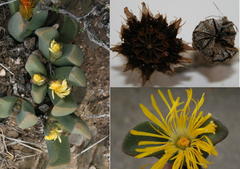 Pleiospilos compactus canus