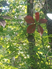 Magnoliopsida