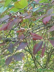 Magnoliopsida