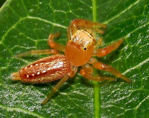 Thyene ogdeni