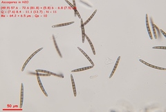 Geoglossum umbratile