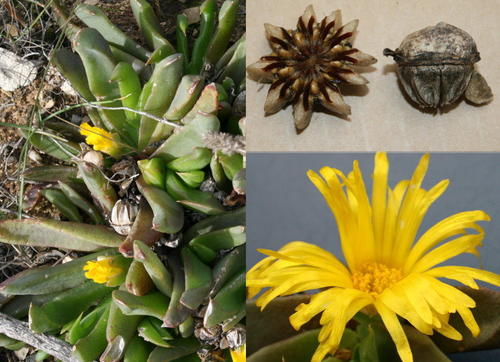 Mesembryanthemum depressum Haw. 5
