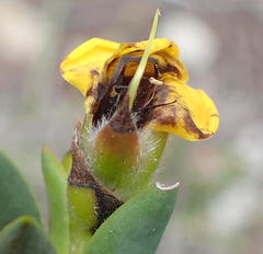 Liparia hirsuta