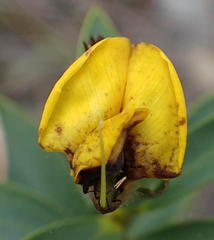 Liparia hirsuta