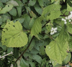 Ageratina roanensis