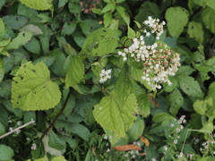Ageratina roanensis
