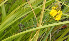 Liparia hirsuta