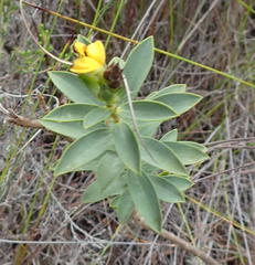 Liparia hirsuta