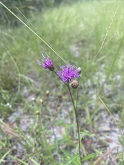 Vernonia blodgettii