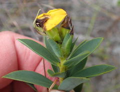Liparia hirsuta