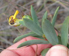 Liparia hirsuta
