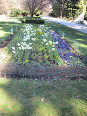 Primula × polyantha