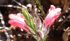 Chloanthes coccinea