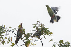 Treron fulvicollis