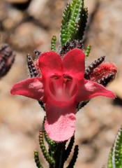 Chloanthes coccinea