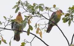 Treron fulvicollis