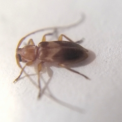 Pseudolepturges triplarinus