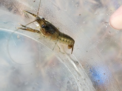 Procambarus leonensis