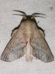 Phyllodesma suberifolia