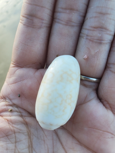 Oliva scripta, 2021-09-25