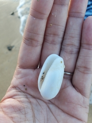 Oliva scripta