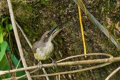 Cinclocerthia gutturalis