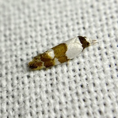 Euphiltra eroticella