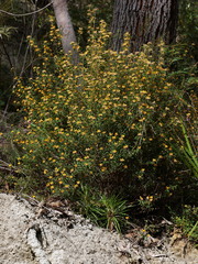Pultenaea rosmarinifolia