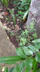 Melasphaerula graminea