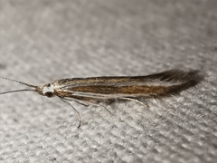 Coleophora bilineella