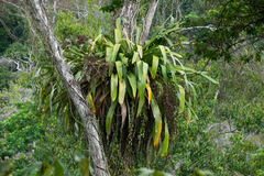 Hohenbergia blanchetii