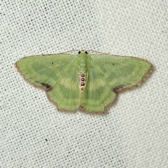 Metallochlora lineata