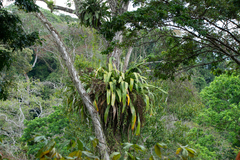 Hohenbergia blanchetii