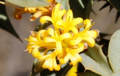 Lambertia ilicifolia