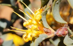 Lambertia ilicifolia