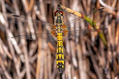 Austrothemis nigrescens
