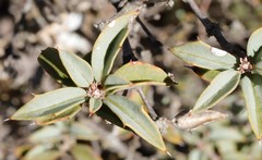 Lambertia ilicifolia