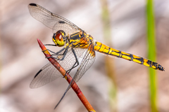 Austrothemis nigrescens