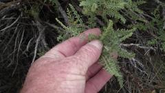 Pelargonium tragacanthoides