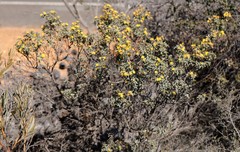Lambertia ilicifolia