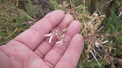 Pelargonium tragacanthoides